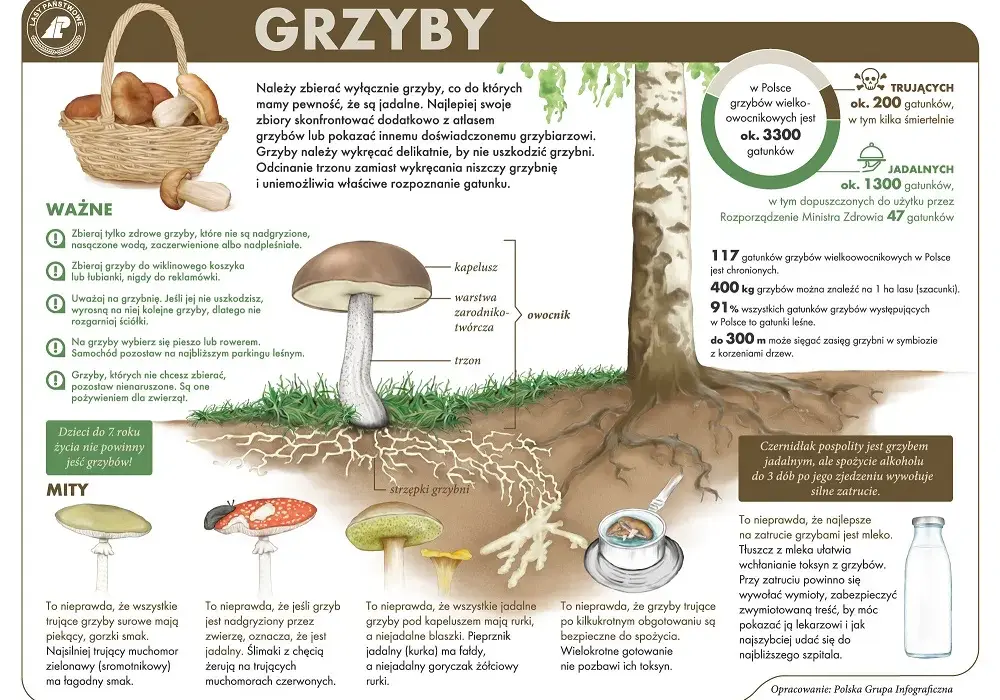 Jak rozmnażają się grzyby? Odkryj tajemnice ich rozwoju i zmienności
