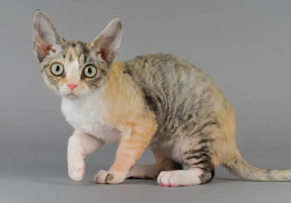 Choroby skóry u Devon Rex: objawy, przyczyny i skuteczne leczenie