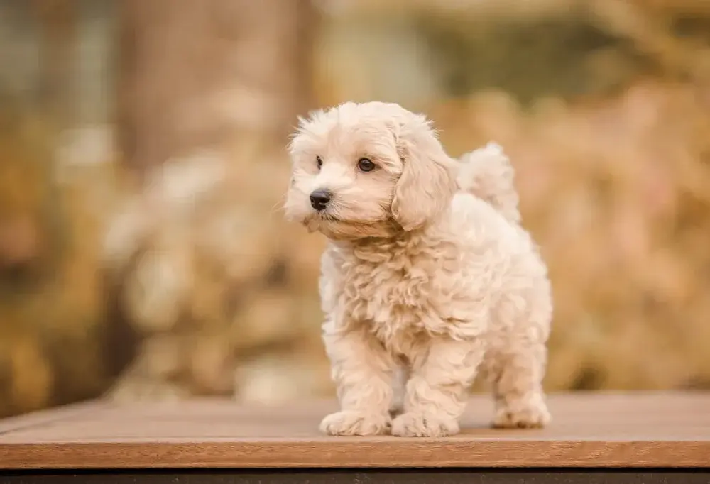 Maltipoo włosy czy sierść - jak dbać o unikalną okrywę?