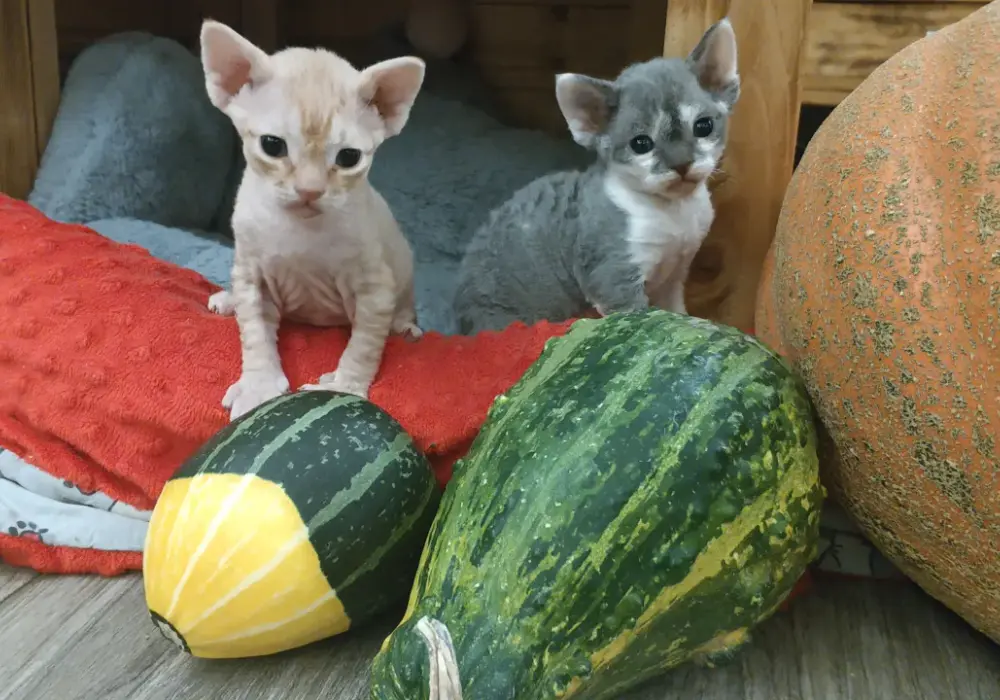 Hodowla Devon Rex w Warszawie - jak wybrać najlepszego hodowcę?