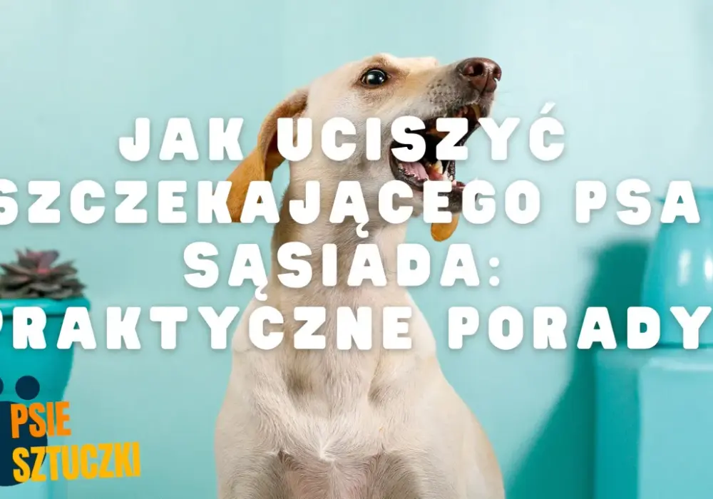 Głośne szczekanie psa w dzień? Jak rozwiązać problem i przywrócić spokój