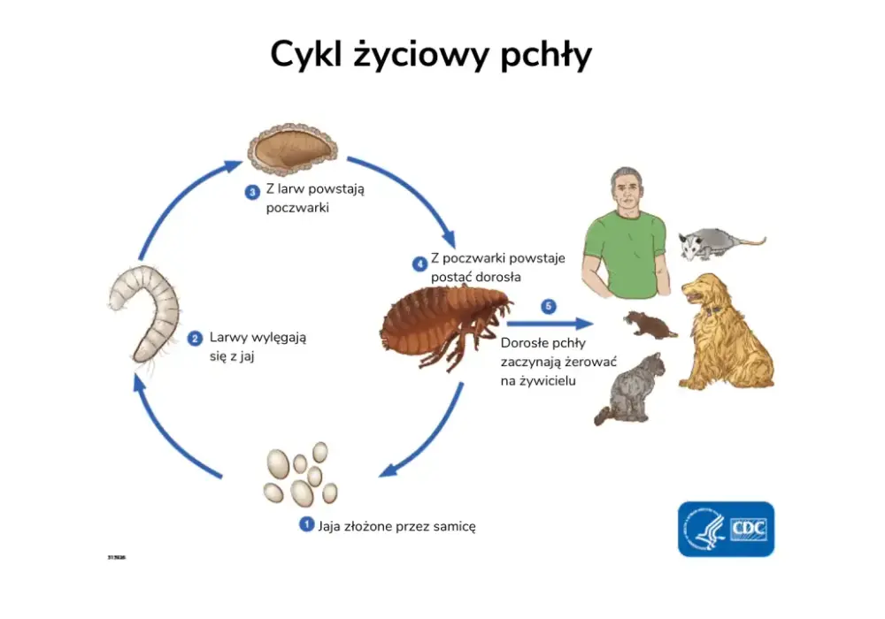 Jak szybko rozmnażają się pchły? Zrozum cykl życia