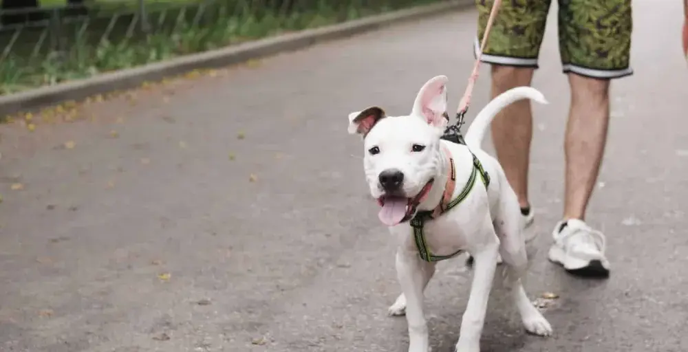 Amstaff ma sierść czy włosy? Odkryj prawdę o ich pielęgnacji