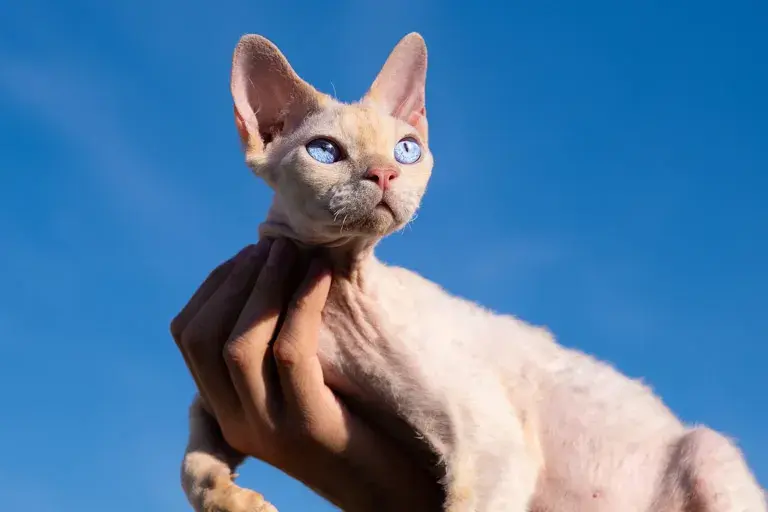 Ceny kociąt Devon Rex w Polsce – co wpływa na ich koszt?