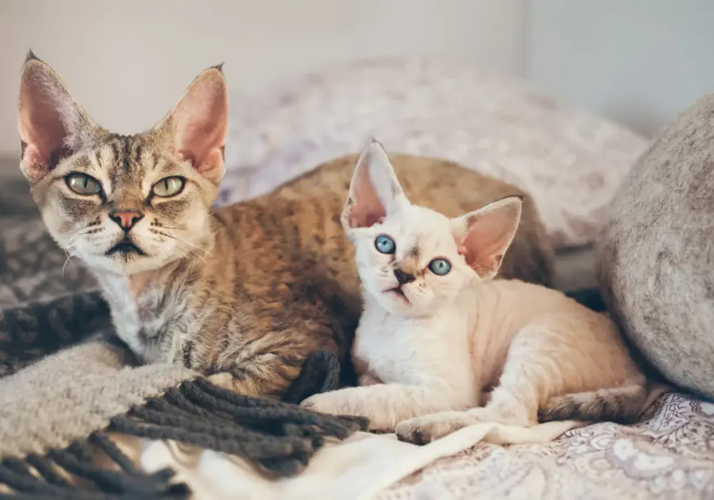 Devon rex liliowy - piękno i unikalne cechy tej rasy kotów