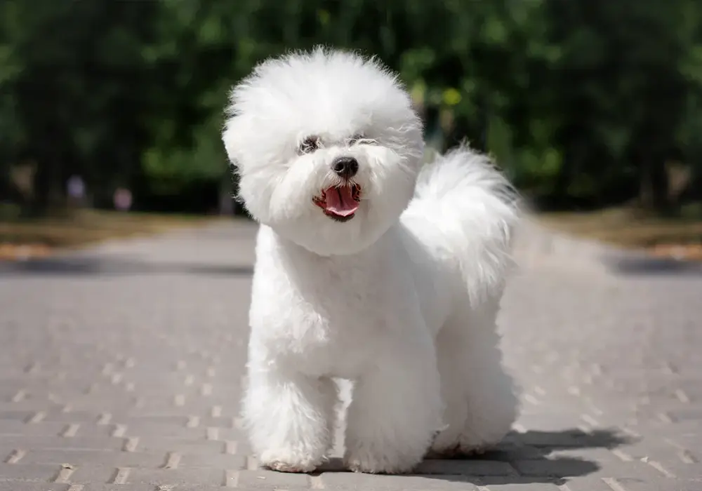 Bichon frise włosy czy sierść – co musisz wiedzieć o ich futrze?