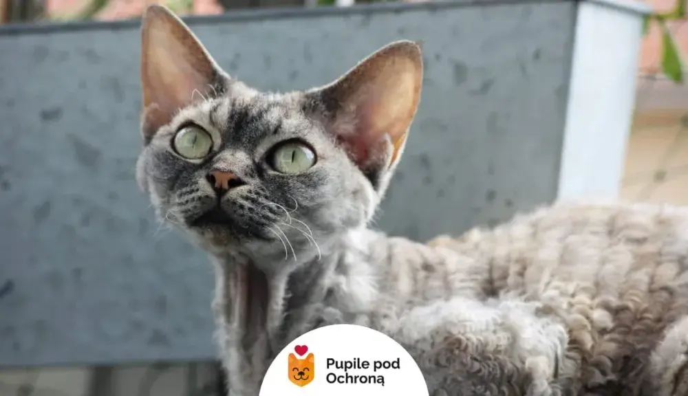 Czym wyróżnia się devon rex czekoladowy? Cechy i temperament tej rasy