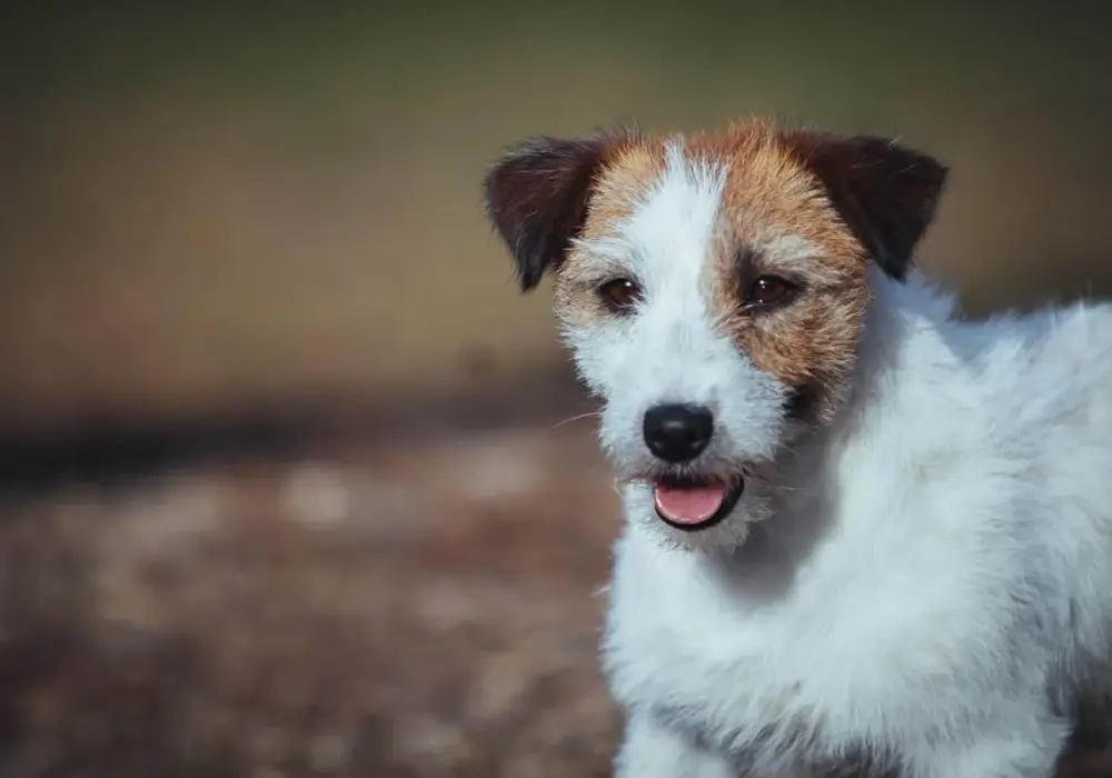 Jack Russell Terrier: Sierść czy włosy? Odkryj prawdę o futrze