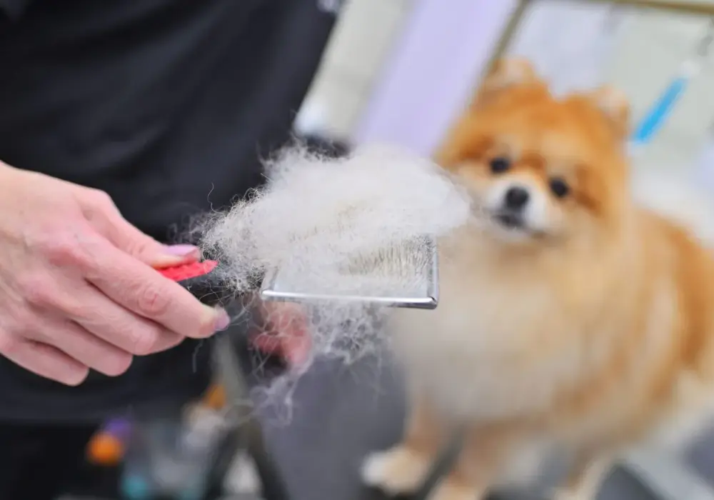 Pomeranian linieje? Jak zapanować nad sierścią psa?