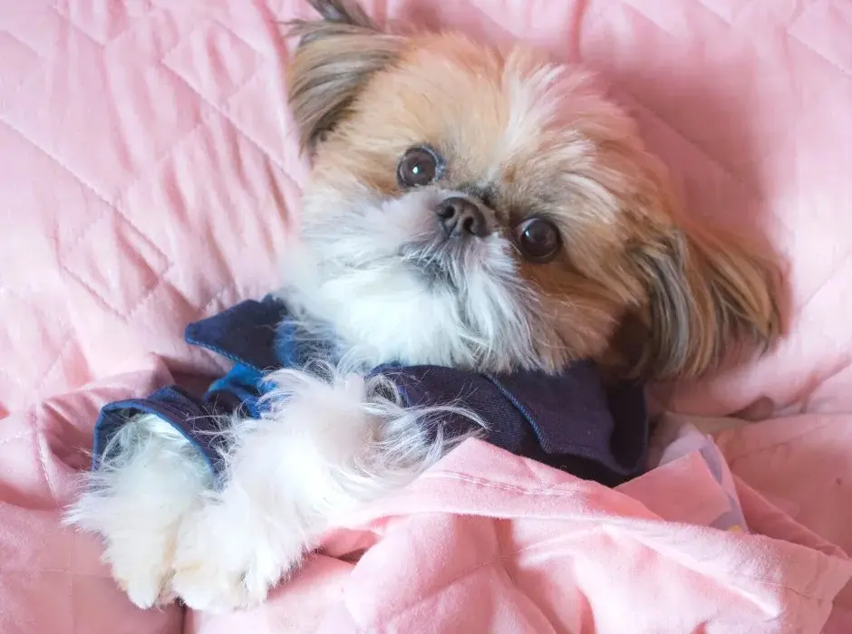Shih Tzu sierść czy włosy – odkryj prawdę o ich pielęgnacji