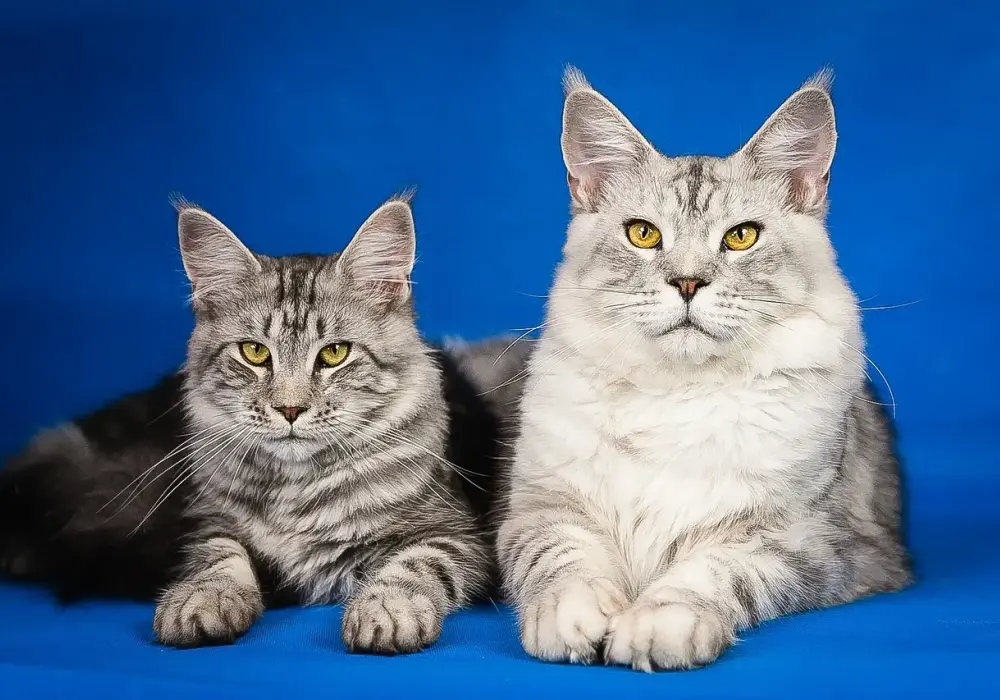 Norweski Leśny vs Maine Coon: Którego kota wybrać?