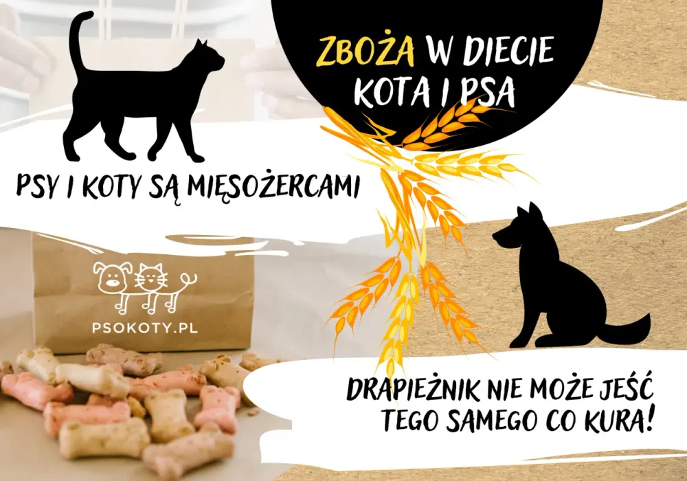 Czy koty mogą jeść zboża? Poznaj ryzyka i bezpieczne opcje