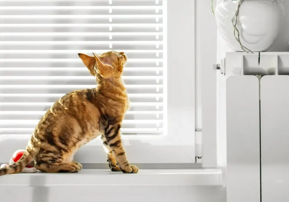 Jak wygląda dorosły devon rex? Cechy, pielęgnacja i długość życia