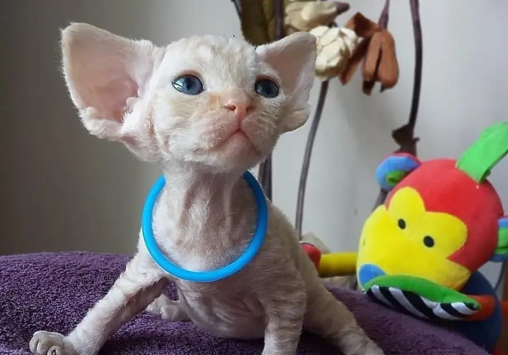 Najlepsze hodowle kotów Devon Rex w Pomorskim - zdrowe kocięta