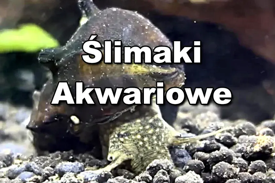 Jak rozmnażają się ślimaki w akwarium - sekrety ich rozwoju i pielęgnacji