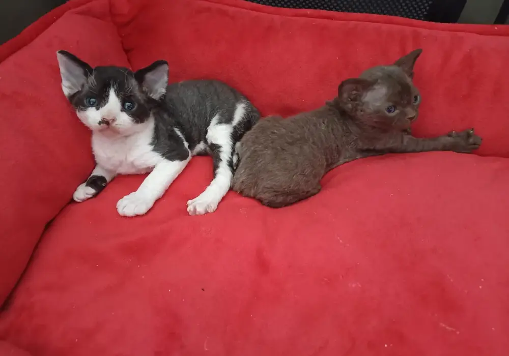Hodowla Devon Rex w Polsce: jak znaleźć zaufanego hodowcę?