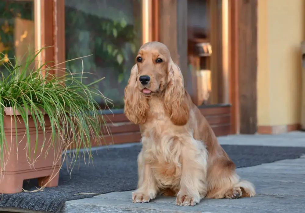 Cocker spaniel linieje? Jak ograniczyć sierść w domu - poradnik