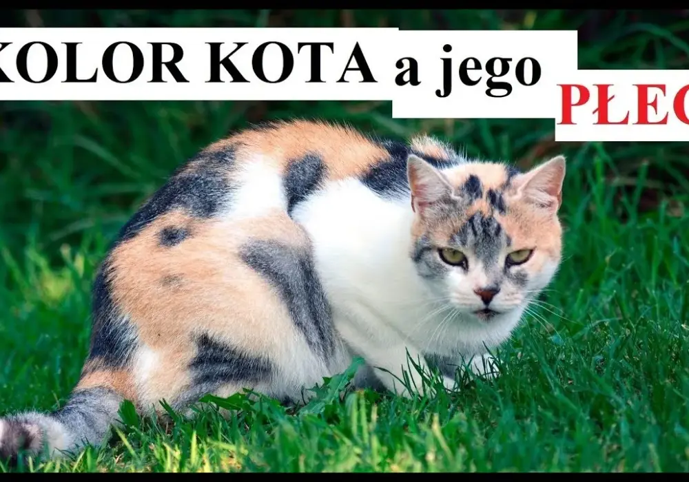 Jak rozpoznać kotkę - proste sposoby na identyfikację płci kociaka