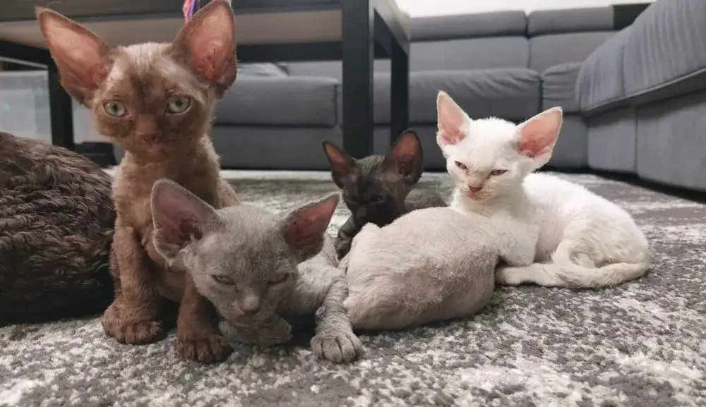 Ile żyją koty Devon Rex? Odkryj, jak zapewnić im długie życie