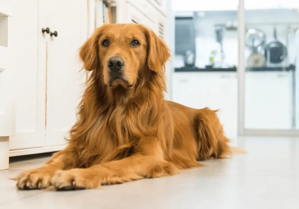 Czy golden retriever ma włosy czy sierść? Odkryj prawdę o ich futrze