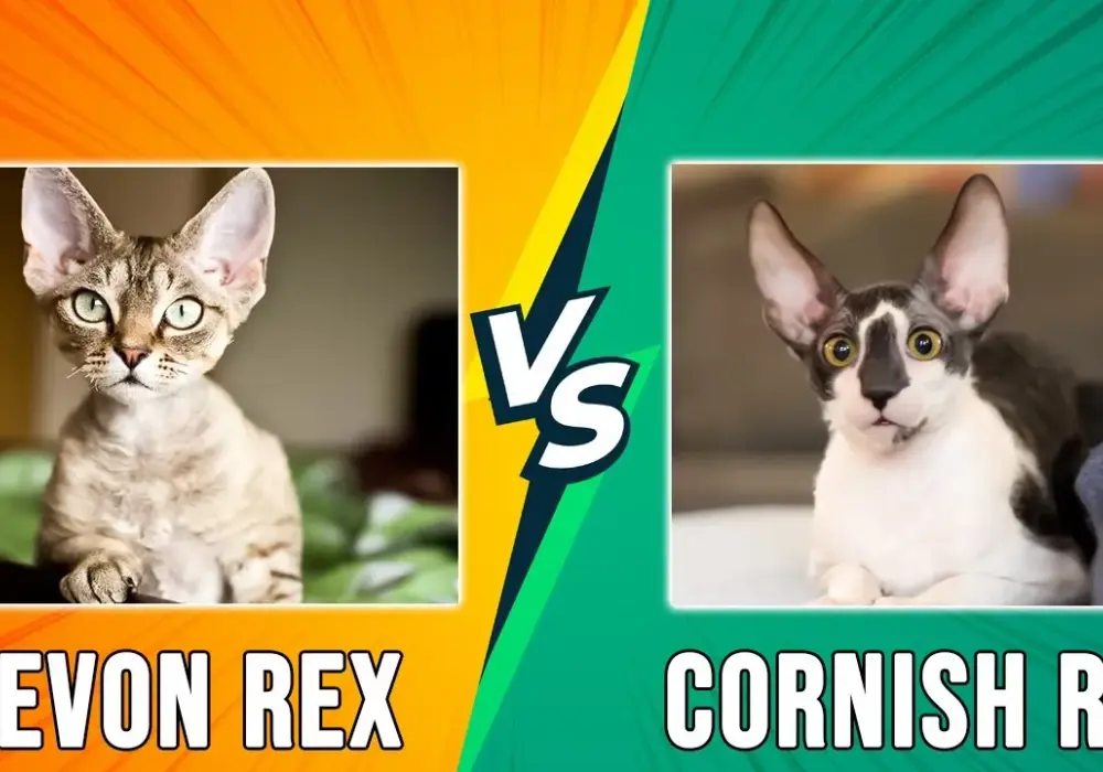 Cornish Rex vs Devon Rex: Kluczowe różnice, które musisz znać