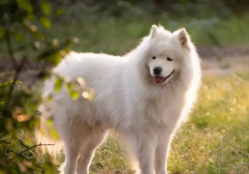 Samoyed czy gubi sierść? Odkryj prawdę o linieniu i pielęgnacji