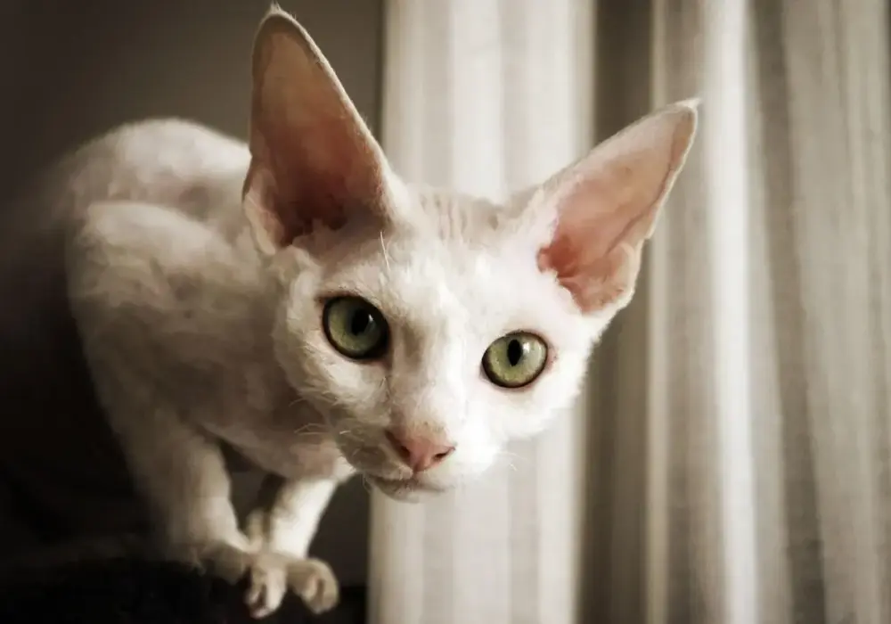 Czy Devon Rex uczula? Fakty o alergiach na tę rasę kotów