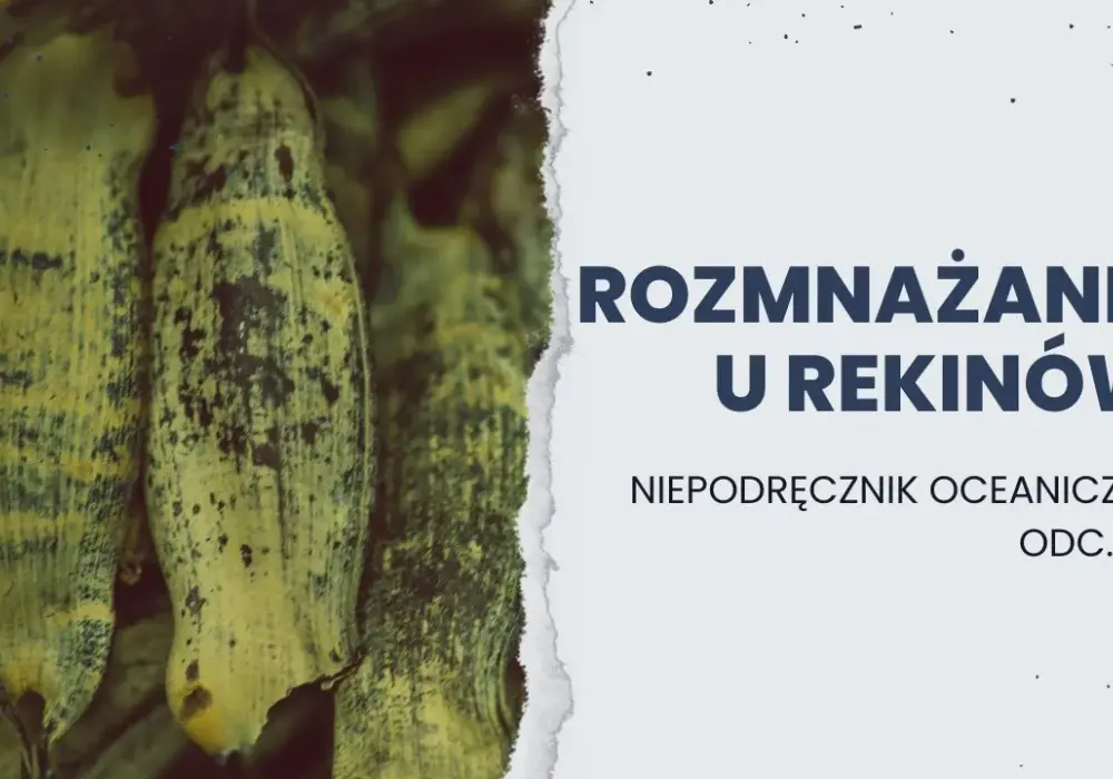 Jak rekiny się rozmnażają? Odkryj fascynujące metody ich rozmnażania