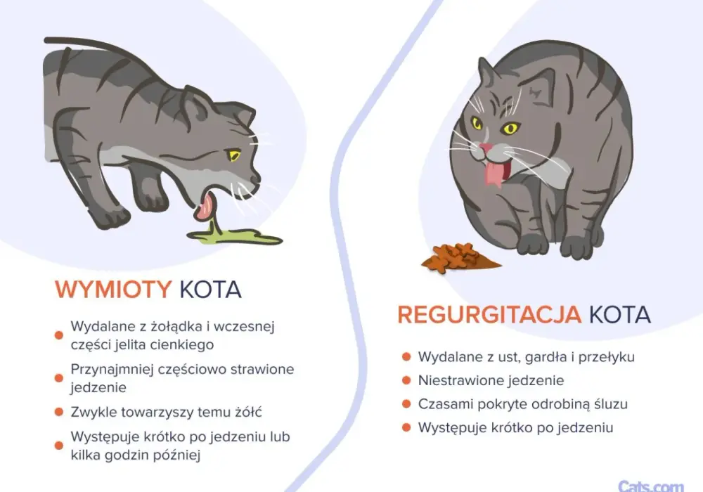 Kot wymiotuje żółcią? Poznaj przyczyny i jak pomóc kotu