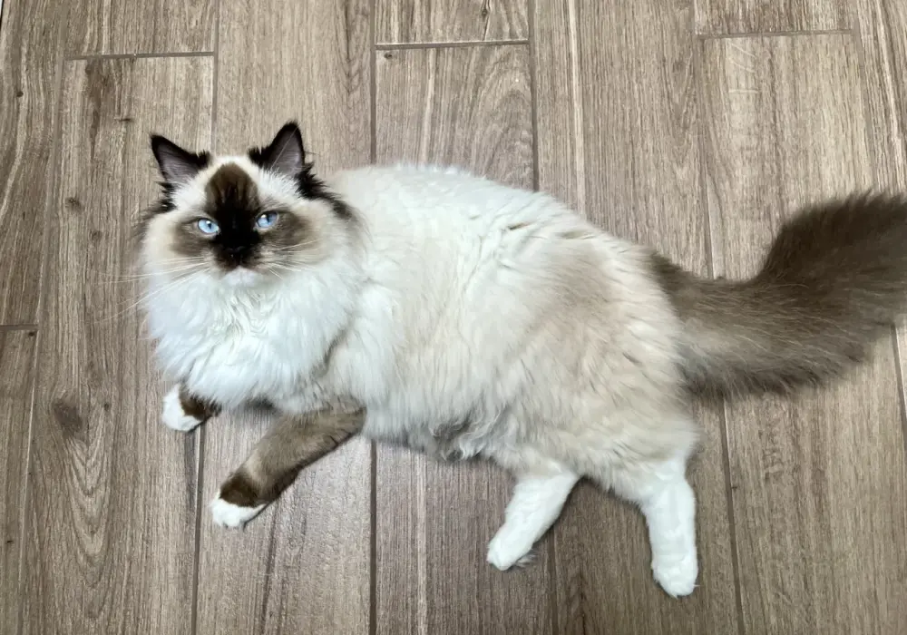 Ragdoll dla alergika? Sprawdź, czy to możliwe!