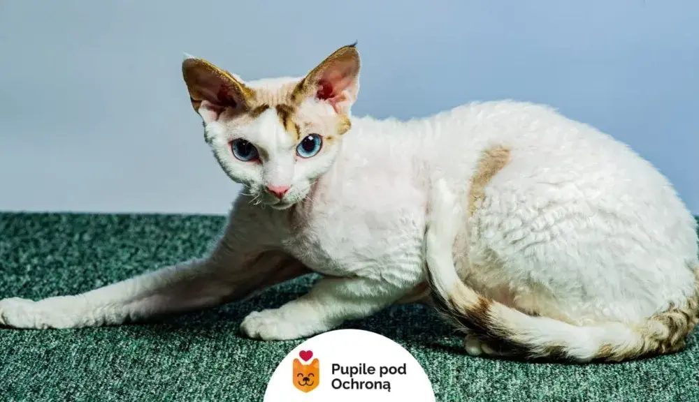 Biały Devon Rex: piękny kot o wyjątkowym charakterze i pielęgnacji
