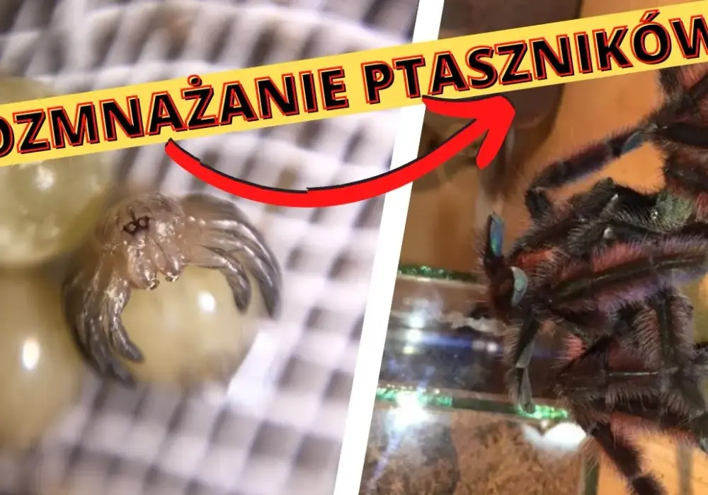Jak rozmnażają się pająki? Fascynujący proces, który zaskakuje