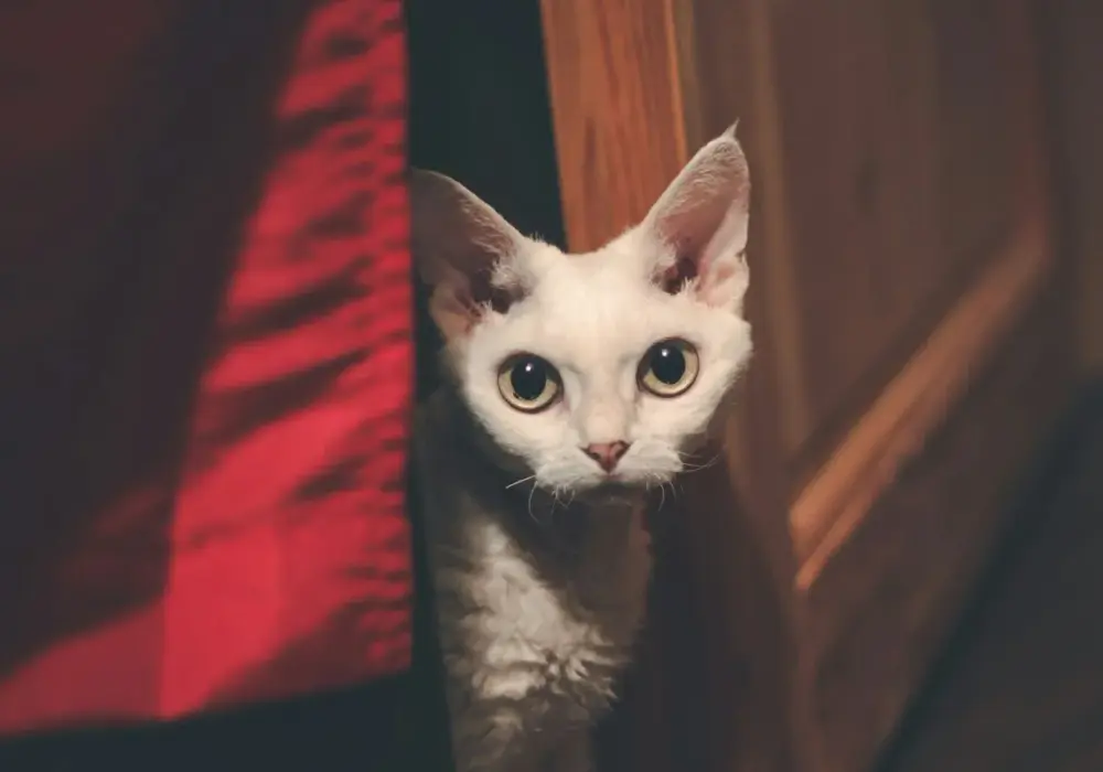 Biały Devon Rex: Cechy, osobowość i gdzie kupić kocięta