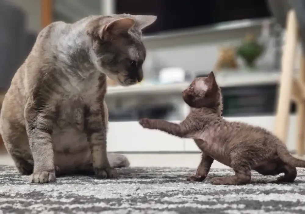 Ceny kotów Devon Rex w Polsce: co wpływa na koszt zakupu?