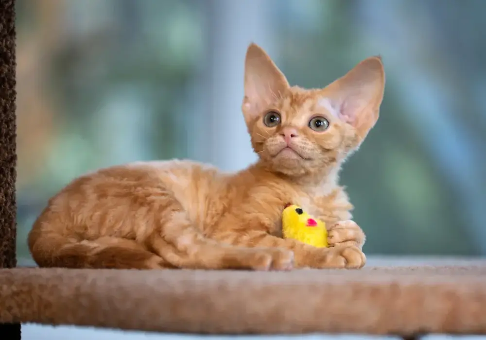 Devon Rex gubi sierść? Poznaj prawdę i sekrety pielęgnacji