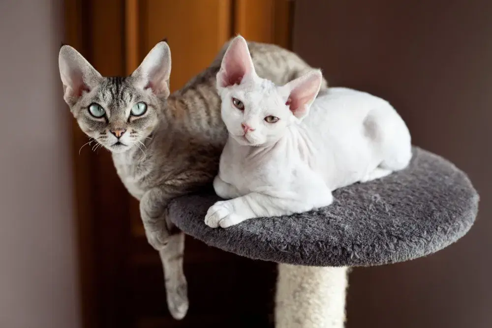 Devon Rex koty - ich wyjątkowe cechy, pielęgnacja i zdrowie