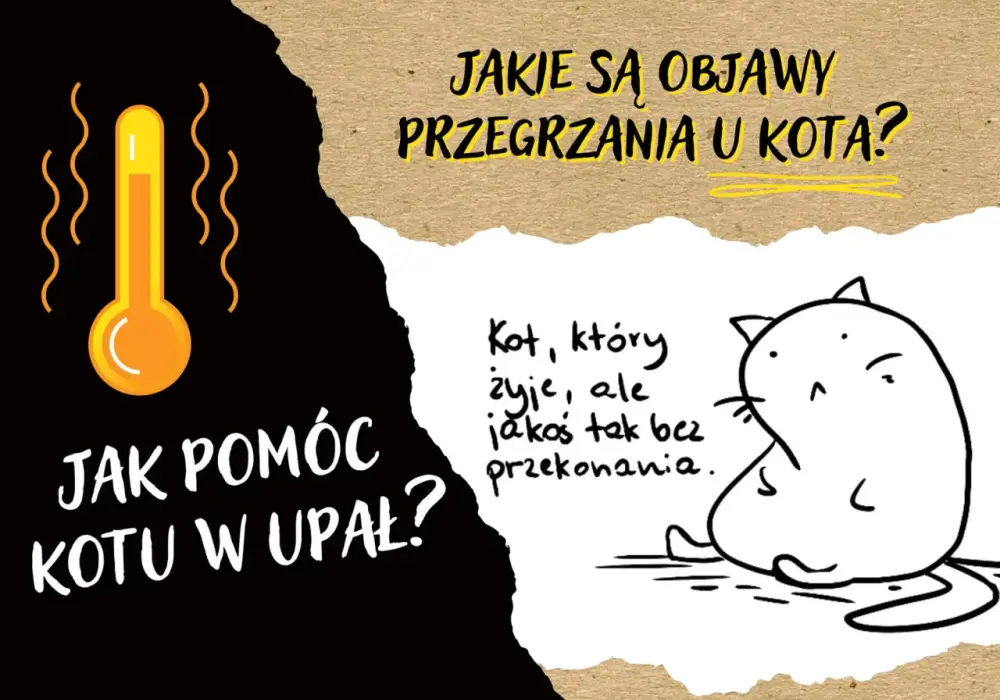 Czy koty się pocą? Jak pomóc kotu przetrwać upał?