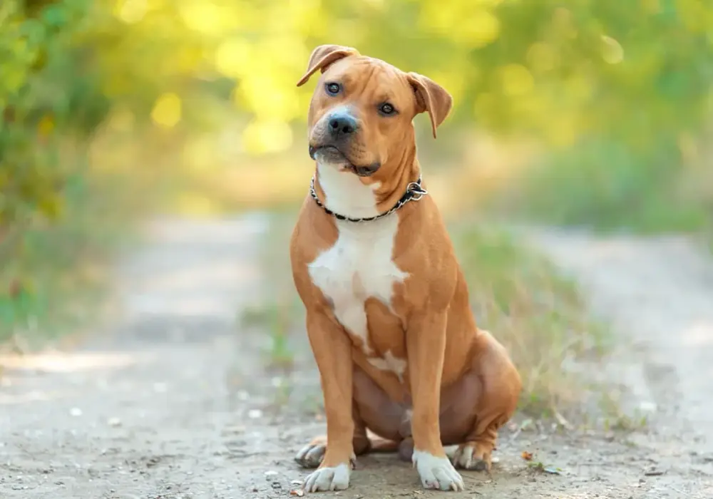 Czy Amstaff ma podszerstek? Poznaj fakty i porady pielęgnacyjne
