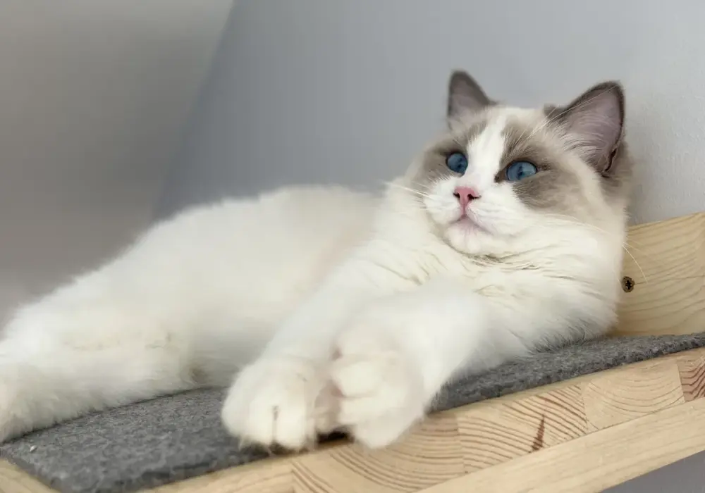 Czy ragdoll gubi sierść? Oto, co musisz wiedzieć o linieniu