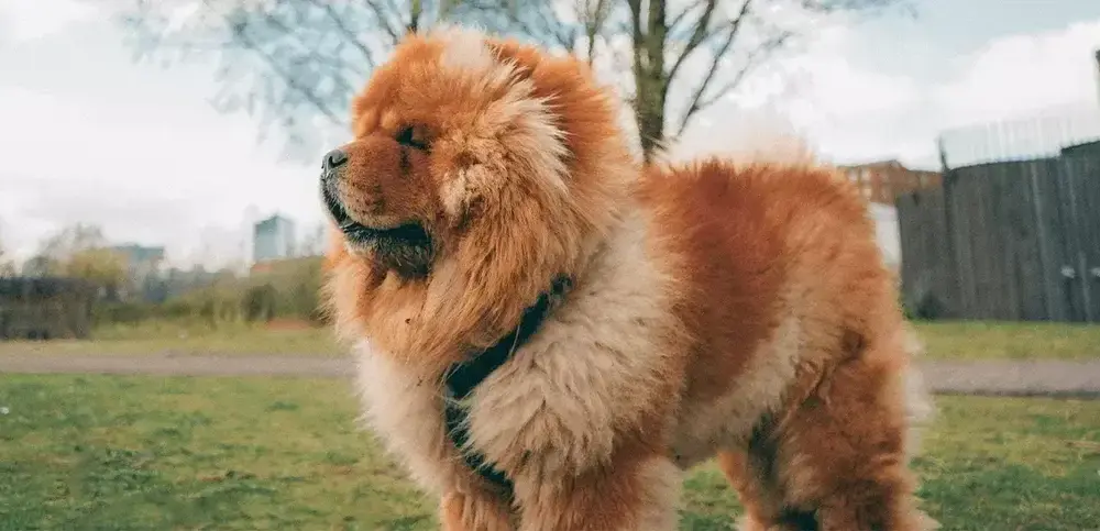 Chow chow sierść czy włosy – Co musisz wiedzieć o ich pielęgnacji