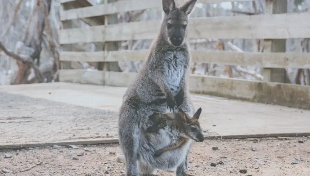 Jak rozmnażają się kangury? Poznaj zaskakujące fakty o ich życiu