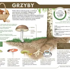 Jak rozmnażają się grzyby? Odkryj tajemnice ich rozwoju i zmienności