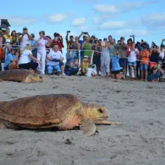 Żółwie morskie na plaży, obserwowane przez tłum ludzi z aparatami.