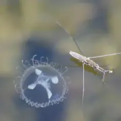 Jak się rozmnażają meduzy? Zaskakujące fakty o ich cyklu życia