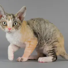 Choroby skóry u Devon Rex: objawy, przyczyny i skuteczne leczenie