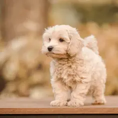 Maltipoo włosy czy sierść - jak dbać o unikalną okrywę?