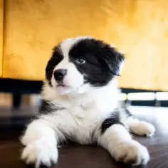 Czarno-białe szczenię rasy Border Collie leży na drewnianej podłodze obok żółtej kanapy.