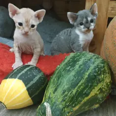 Dwa kocięta rasy Devon Rex siedzą obok dyni i ozdobnych kabaczków.