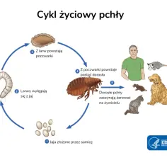 Schemat cyklu życiowego pchły: jaja, larwa, poczwarka, dorosła pchła żerująca na żywicielu (człowiek, pies, kot, opos, mysz).