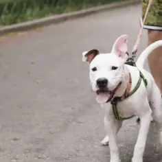 Amstaff ma sierść czy włosy? Odkryj prawdę o ich pielęgnacji